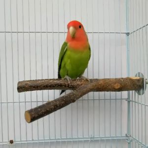 🇸🇬 Natural Wood Bird Perch Wood Stand Stick Natural Wood Branch