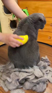 3 In 1 Dog & Cats Steam Brush: A Comprehensive Guide