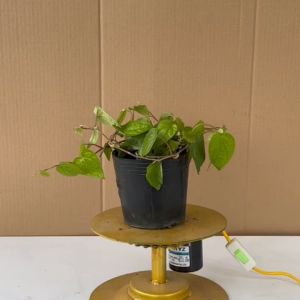 Cây Trầu Ăn Lá (Trầu Quế) - Cây Trầu Không (Trầu Cau)