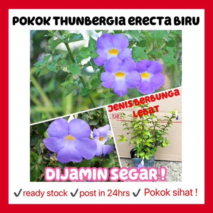 Rina • pokok Thunbergia erecta bunga biru • tumbuhan tanaman hidup ...