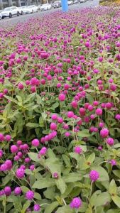 (Gói 100 hạt)Hạt Giống Hoa Bách Nhật Tím F1-Dễ Trồng Hoa Nở Đẹp Tặng kèm Hướng Dẫn Trồng