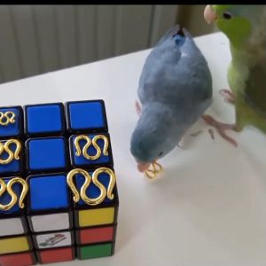 ตะขอสร้อยคอ ตัว M ขนาด 1 สลึงถึง 10 บาท หุ้มทองแท้ มีตราปั้ม บิดง่าย ไม่ลอก ไม่ดำ ใส่กับทองแท้ได้ ทองชุบ ทองเคลือบแก้ว ตะขอตัวเอ็ม [TKM]