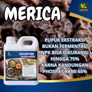 INTERFARM POC Booster Multifungsi Pupuk Cair Organik untuk Buah Merica/Lada - Hasil Lebat & Kesuburan Tanah