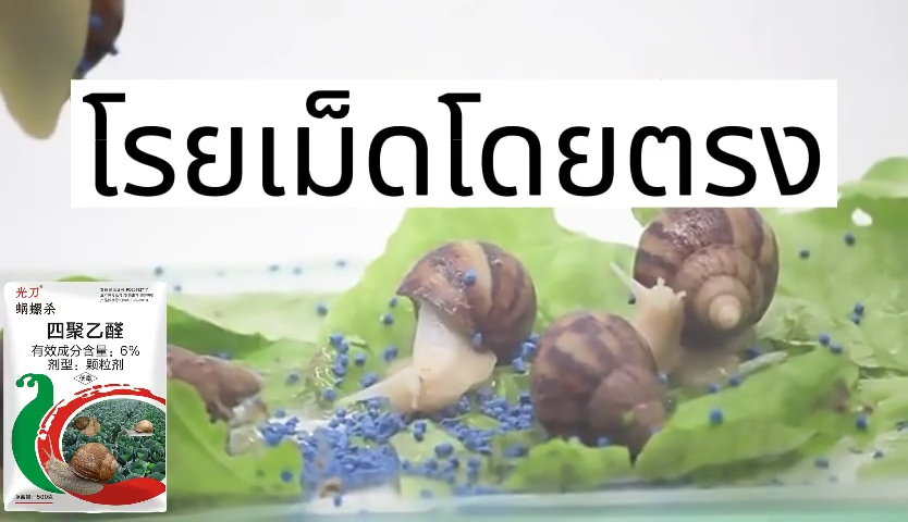 หอยจะตายหลังจากสัมผัส เหยื่อกำจัดหอย ฆ่าหอยทาก หอยเชอร์รี่ หอยเจดีย์ หอยทุกชนิด กำจัดหอย ไม่เป็นอันตรายต่อสัตว์และพืชอื่นๆ กำจัดหอยทาก เห็นผล 100% ยาหอย หอยศัตรูพืช เมทัลดีไฮด์ 6