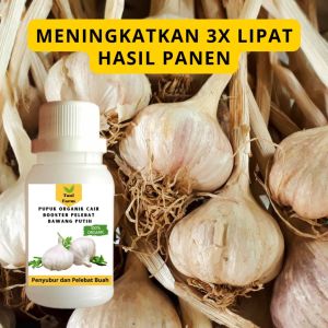 Pupuk Bawang Putih Cepat Berbuah / Pupuk Pelebat Bawang Putih / Pupuk Booster Bawang Putih Cair