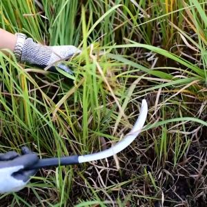 Sabit Pemotong Padi Rumput Gergaji Bergerigi / Sabit Kebun Sayur Taman Penyiangan Pisau Luar Tajam 20 cm gagang besi
