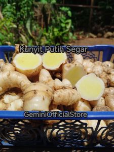 Kunyit Putih/Temu Putih Segar 1kg (Curcuma Zodoaria)