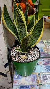 Chậu Tự Hút Nước ANKAN Trồng Cây Nội Thất Để Bàn Tự Tưới Thẩm Thấu Có Phao Báo Nước Nhựa Cao Cấp Cỡ Lớn