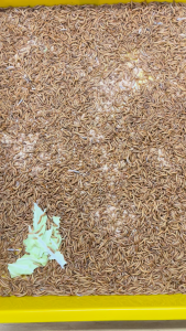 Mealworm Frass – Natural Organic Fertilizer for Plants & Vegetables - SG Local Production | Eco-Friendly