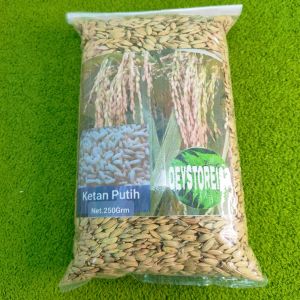 Bibit ketan putih asli kemasan 500 Grm