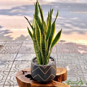 cây lưỡi hổ thủy sinh trồng trong nhà không cần ánh sáng