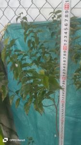 Cây hồng quân KHỎE CAO HƠN M đẹp giá ƯU ĐÃI