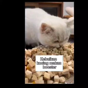 PAWORLD Booster Freeze Dried Premium Cat Dog Treats ( Chicken +Brocolli + Apple ) Makanan Kucing Gemok 80G