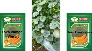 Benih Bibit Melon Super Jumbo Orange PREMIER F1 50 Biji Cap You Seed