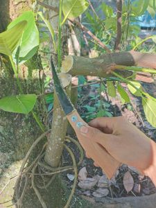 Gergaji pruning bonsai gergaji kecil supertajam siap pakai