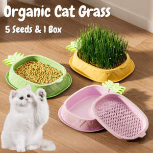 Organic Cat Grass Seed Hydroponic Potted Cat Treat Soilless Planting Grass Box With Seeds