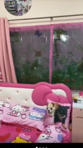 ม่านหน้าต่างกันยุง ม่านกันยุง ขนาด กว้าง100-200 cm. สูง 120 และ 150 cm. มีหลายลายหลายขนาดให้เลือก (ฟรีหมุดกาว+หมุดตอก 1 ชุด)