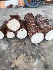 Củ bạc hà núi hàng tuyển lâu năm 2kg
