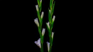 สาหร่ายทะเล เปิดตาดอก PETER-K ปีเตอร์-เค ขนาด 1 ลิตร