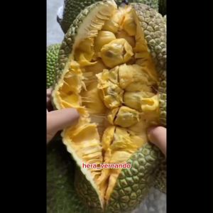 Bibit Cempedak Super Okulasi Cepat Berbuah