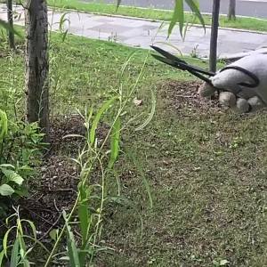 Beginner Bonsai Tool Long Handle Scissors Gardening Plant Branch Shears 20cm Garden Pruning Tools Bonsai Scissors Drop Shipping