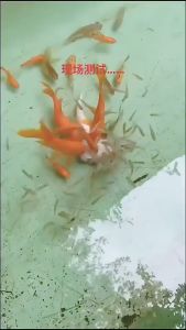 Umpan Pancing Ikan Gacor Jitu Serbuk Additive Powder Fish Carp Lure Ampuh Untuk Semua Jenis Ikan