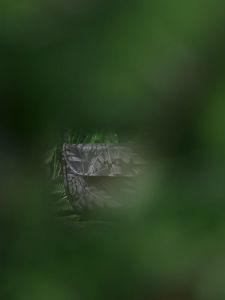 MAH YOUNG Rainforest Series Casual Crossbody Bag Printing Design Fashion Sling Bag