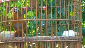 (Combo) 4 Gói Cám Chim Họa Mi Cao Cấp Trị Bệnh Đi Ngoài (Phân Ướt) Kích Lửa Thi Đấu Hót Chiến...