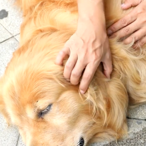 Bioline Ear Care/Eye Care for Dogs And Cats