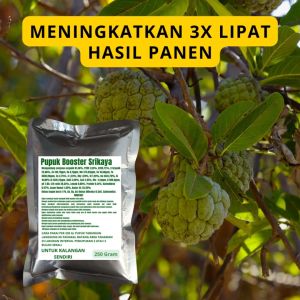Pupuk Booster Srikaya: Cara Meningkatkan Pertumbuhan & Kualitas Buah