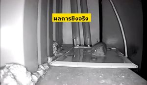 COD จากกรุงเทพ กาวดักหนู แบบสำเร็จรูป เหนียวหนึบพิเศษ ติดทน ไม่ไหลเยิ้ม ปลอดสารพิษ ใช้งานง่าย เก็บได้นาน