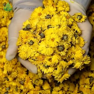 [HÀNG LOẠI 1] Trà Hoa Cúc Vàng Sấy Khô Hoàng Cúc Nguyên Bông Tự Nhiên