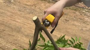 VIVSSO Brushless Electric Pruner Shear 30MM Cordless Fruit Tree Bonsai Pruning Electric Scissors For Dewalt 20v Battery Pins