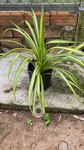 Cây Dứa Vạn Phát - Chậu xum xuê - Phù hợp ban công sân vườn!