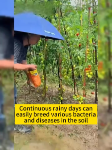 fungicide for vegetables 200g fungicide powder for plants systemic fungicide