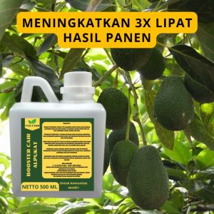 Pupuk Pelebat Buah Alpukat: Panduan Lengkap