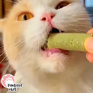 Cat Grass Stick - Snack Kucing Campuran Catnip Ayam Minyak Ikan Vitamin Untuk Menjaga Kesehatan Pencernaan Kesehatan Bulu dan Menambah Nafsu Makan Anabul Serta Mencegah Muntah Karena Hairball Atau Bola Bulu