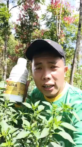 Baja Asid Fulvik FULKA Premium 250ml Pulih Daun Keriting Anti Stress Rawat Pokok Kuning FK250