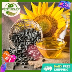 Green House® - Black Oil Sunflower Seeds for Planting Vegetable Plants (6 Seed) incl. Planting Instruction Herbal