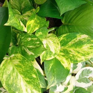 The Comfyleaf Live Pothos Rooted Cuttings (Jade Golden Njoy) Indoor and Outdoor Plant
