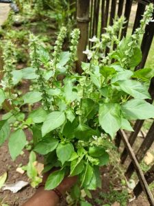 Daun kemangi segar bugar olahan sayur tradisional 100 gram siap kirim