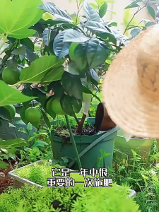 5KILOS Organic Chicken Manure Composted High Quality Chicken Manure Used For Outdoor Gardening Plants