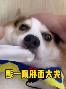 พร้อมส่ง EGG ผ้าเช็ดฟันแมว 50pcs ลดคราบหินปูน ผ้าเช็ดตา คราบหู ผ้าเช็ดทำความสะอาดสัตว์เลี้ยง แปรงฟัน กระเป๋าสินค้าที่หลอกใจ ค้นโหลดที่ไหนดี