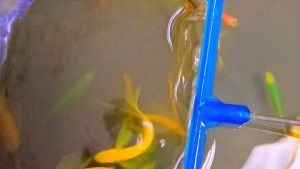 Zebra Danio Longfin | SLayer Butterfly [ 3pcs | 5pcs ]