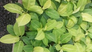 ต้นกุมารเรียกทรัพย์ ต้นกู้มะนาว 6 นิ้ว ส่งพร้อมกระทำตามต้น กุมารเรียกทรัพย์ กู้มะนาว กู้มะนาว ต้นไม้มงคล รูปแบบธรรมชาติ ส่งพร้อมกระทำตามขนาด 6 นิ้ว