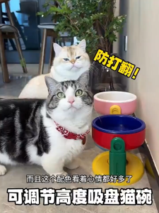 Adjustable Height Dog Bowl with Suction Cup Non-Slip Elevated Pet Food & Water Bowl For Dogs Cats