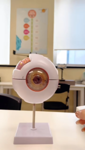 【READY STOCK】6-Times Enlarged Eyeball Model/Human Anatomical Eye/Removable Stand/Ophthalmology Teaching Display Model