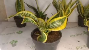 tanaman hias indoor  sensivera tsunami