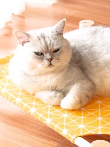 Giường võng thú cưng Giường gỗ đặc cho chó mèo Giường mèo di động Giường ngủ không thấm nước cho thú cưng