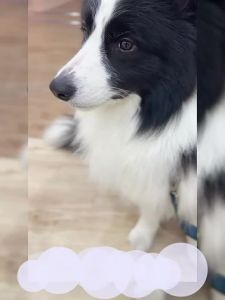 XINGKU | Hair Removal Brush for Large Dogs